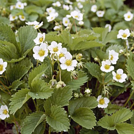 Villiruusu By Interhome Nieminen (Vierema, Northern Savonia)