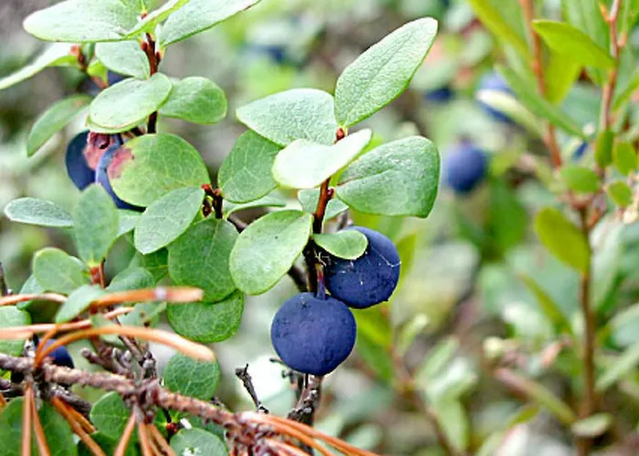 Villiruusu By Interhome Tatil Evi