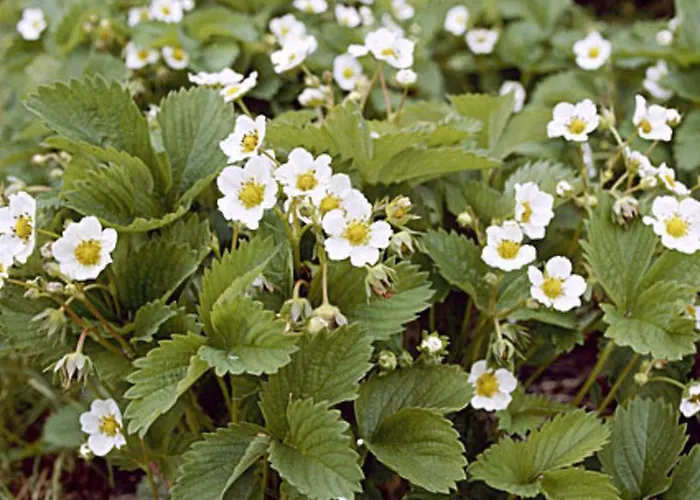 Tatil Evi Villiruusu By Interhome *